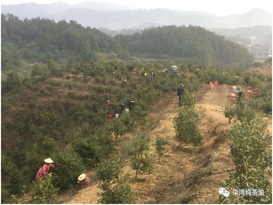 九丰农业七湾基地的又一年油茶籽采摘季节