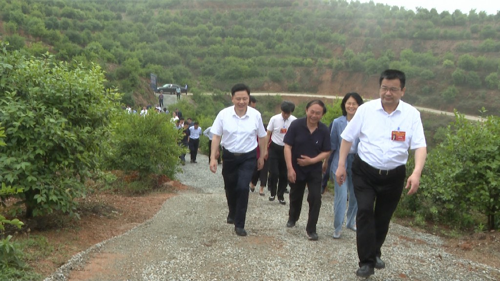 岳阳市政协主席会议成员一行视察九丰农业油茶基地