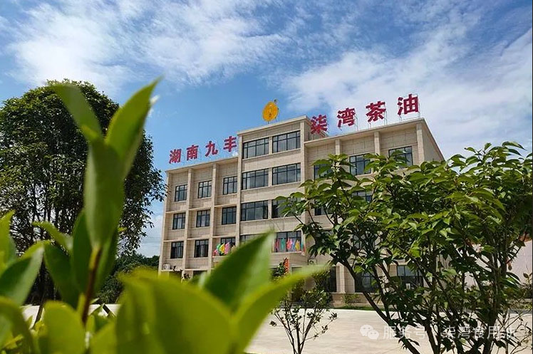 走进柒湾油茶世界丨小小“黄金果”，铺满“致富路”