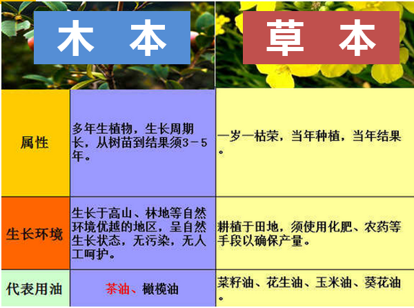 油茶树（俗称山茶树）生长特点